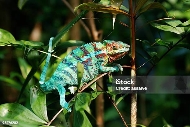 Multicolored Chameleon Siedzi Na Busha I Wpatrywać Się Z Oczami - zdjęcia stockowe i więcej obrazów Kameleon