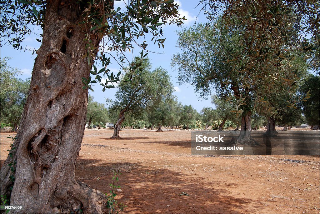 Plantação de oliveiras para Italiano vergine Azeite extra - Royalty-free Agricultura Foto de stock