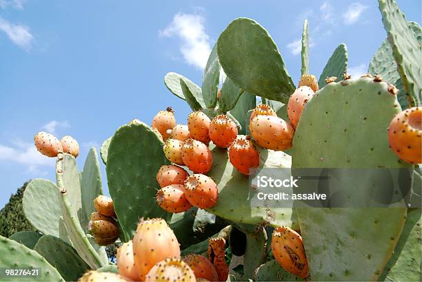 많은 오랑주 Pickly Pears On 캐터스 백년초에 대한 스톡 사진 및 기타 이미지 - 백년초, 이탈리아, 햇빛