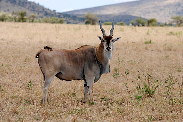 Eland, biggest antelope in the world  giant eland stock pictures, royalty-free photos & images