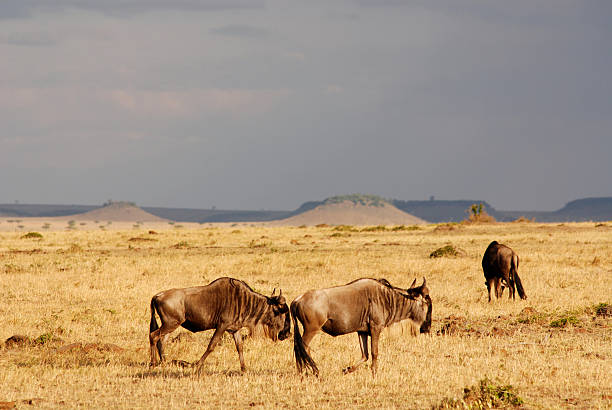 istock blue wildebeest in the serengeti plain 98276491