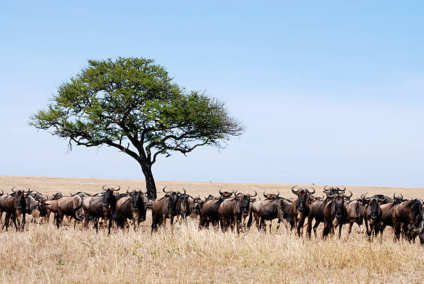 istock Blue wildebeest migration in Serengeti National Park 98276539