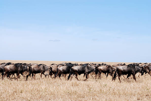More wildebeests and safari pictures you'll find here. Thanks for visiting: