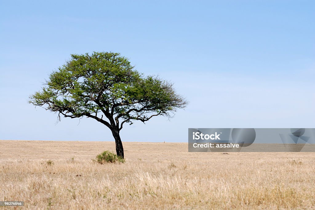 Un albero solitario nel serengeti plains - Foto stock royalty-free di Secco