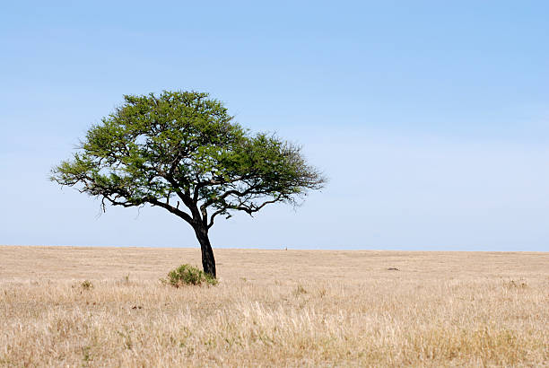 Panoramic image of Namibian Kalahari with dry yellow grass and trees under blue sky and light clouds in summer. Namibia, Africa.