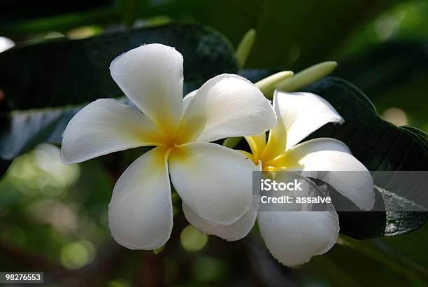 Frangipani - Fotografie stock e altre immagini di Ambientazione esterna - Ambientazione esterna, Bianco, Bocciolo