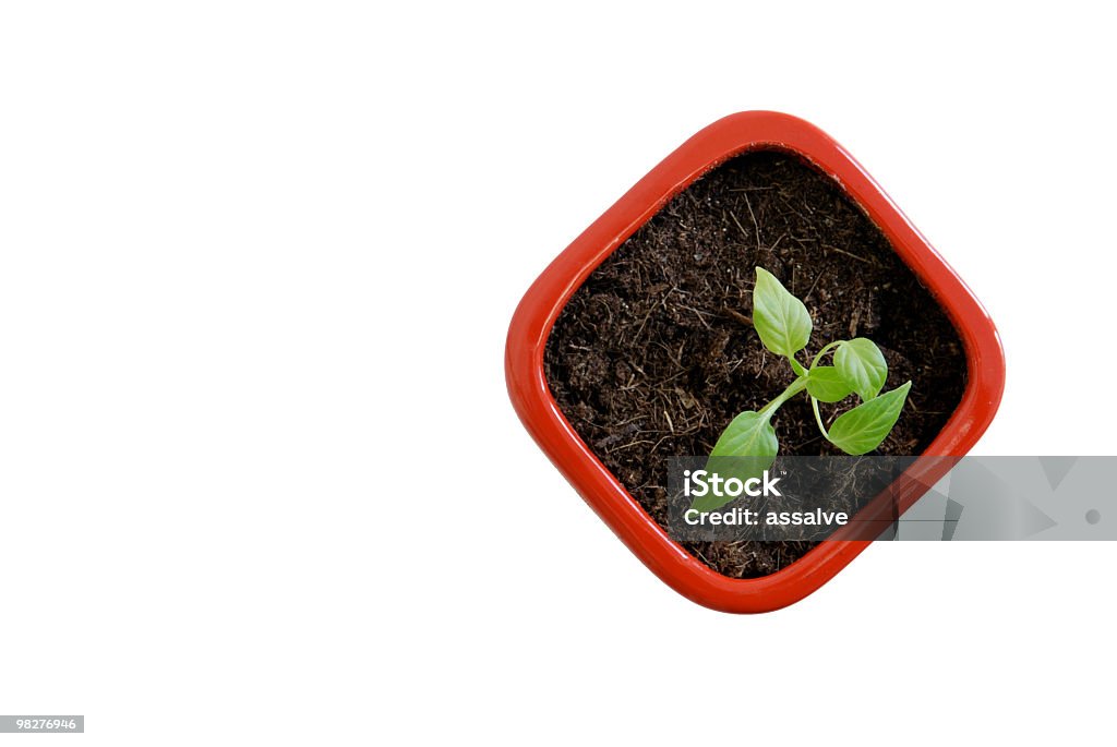 Jovem a publicação de uma planta de chili em vermelho flowerpot, n.o 1 - Royalty-free Vaso de Flor Foto de stock