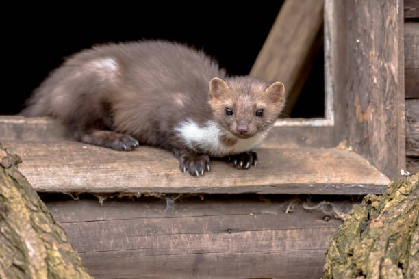 istock Stone marten resting in window sill 982769826