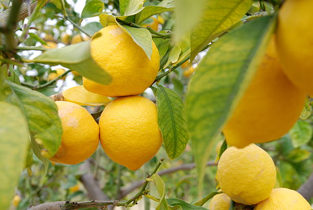 istock Lots of fresh yellow lemons growing on tree 98277038
