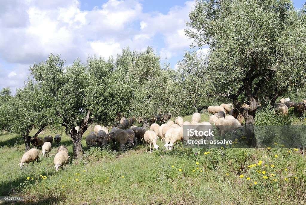flock of sheep in the middle from olive tree plantation  Agriculture Stock Photo