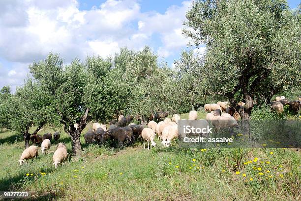 Flock Of Sheep In The Middle From Olive Tree Plantation Stock Photo - Download Image Now
