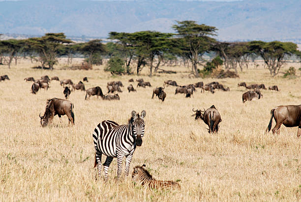 The migration of antelopes across the river. Connochaetes taurinus. Wildebeest. Hoof African savannah. Blue wildebeest.