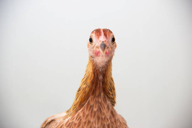 curioso pollo - the phoenix of wits fotografías e imágenes de stock