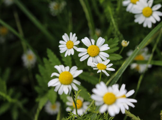 matricaria chamomilla, conocida comúnmente como manzanilla, italiana camomilla, manzanilla alemana, manzanilla húngara (kamilla), manzanilla matricaria perfumada, florece en el verano - german chamomile chamomile plant smelling flower fotografías e imágenes de stock