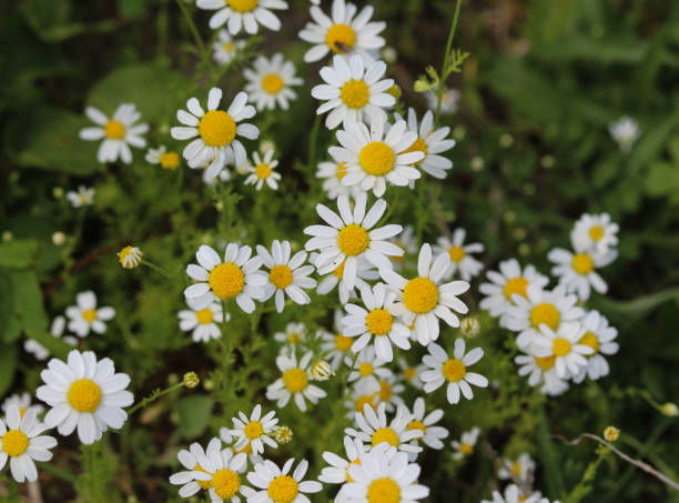 matricaria chamomilla, vulgarmente conhecida como camomila, camomilla italiano, camomila alemã, camomila húngara (kamilla), camomila selvagem ou perfumado camomila-catinga, florescendo na temporada de verão - german chamomile chamomile plant smelling flower - fotografias e filmes do acervo