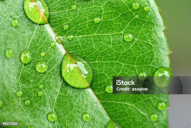 Gotas De Orvalho Na Folha De Rosa - Fotografias de stock e mais imagens de Chuva - Chuva, Cor verde, Dispersa