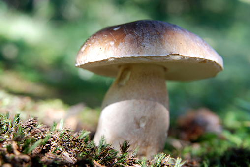 A closeup of a aniseed funnel mushroom (Clitocybe odora). This mushroom is known for its strong anise scent.