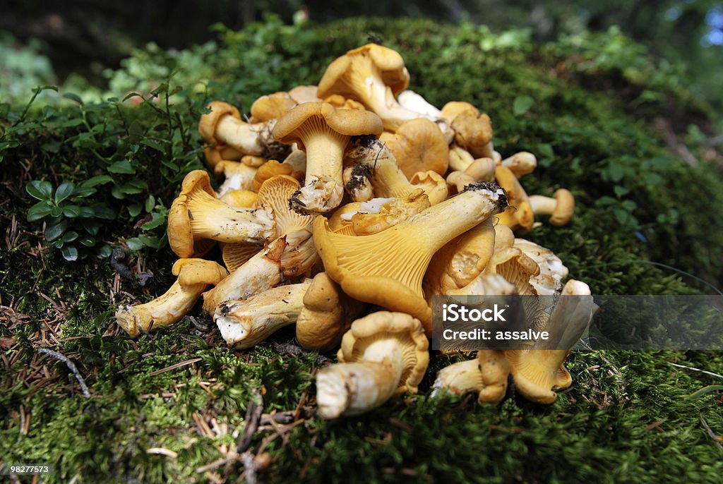 신선한 살구버섯 찾을 임산 - 로열티 프리 0명 스톡 사진