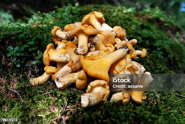 신선한 살구버섯 찾을 임산 0명에 대한 스톡 사진 및 기타 이미지 - 0명, 가을, 건강한 식생활
