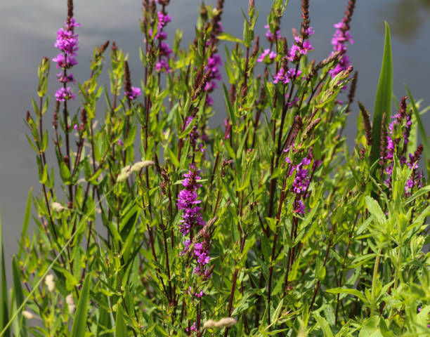 Free picture: invasive, purple, loosestrife, plant, lythrum, salicaria