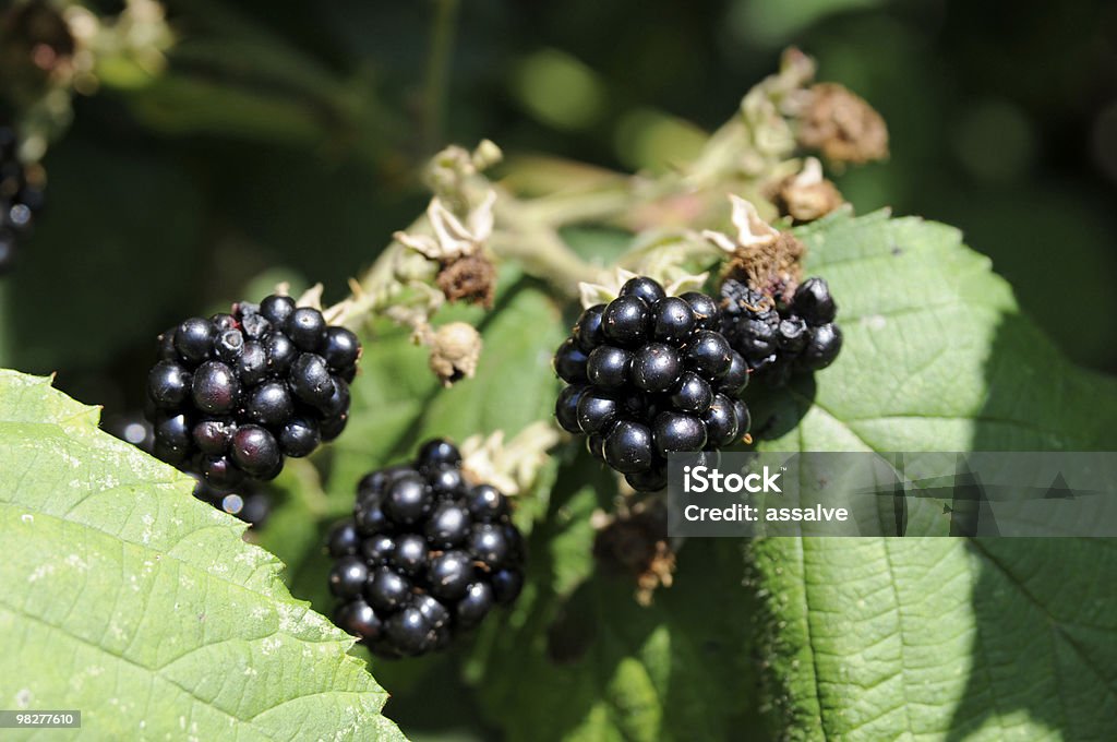 overripe Moras - Foto de stock de Agosto libre de derechos