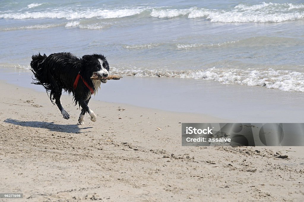 Cão trazer de volta um pedaço de madeira (Série - Royalty-free Abocanhar Foto de stock