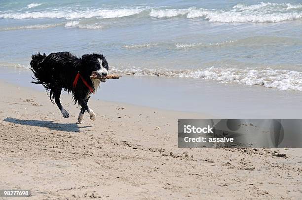 Cão Trazer De Volta Um Pedaço De Madeira Série - Fotografias de stock e mais imagens de Abocanhar - Abocanhar, Animal, Ao Ar Livre