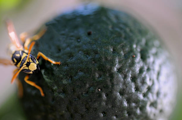 Free picture: wasp, grape, fruit
