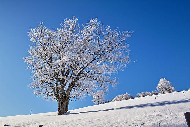 This landscape photo was taken in Europe, in France, Rhone Alpes, in Savoie, in the Alps, in winter. We see the trees in the Mont Blanc massif, under the sun.