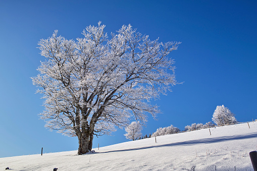 Oak tree and field covered with snow.