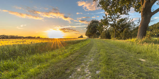 istock Wheat field along old oak track at sunset 982778382