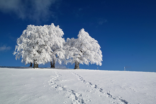 Horizontal shot of human traces on snow against the background of trees and sky. Winter background.