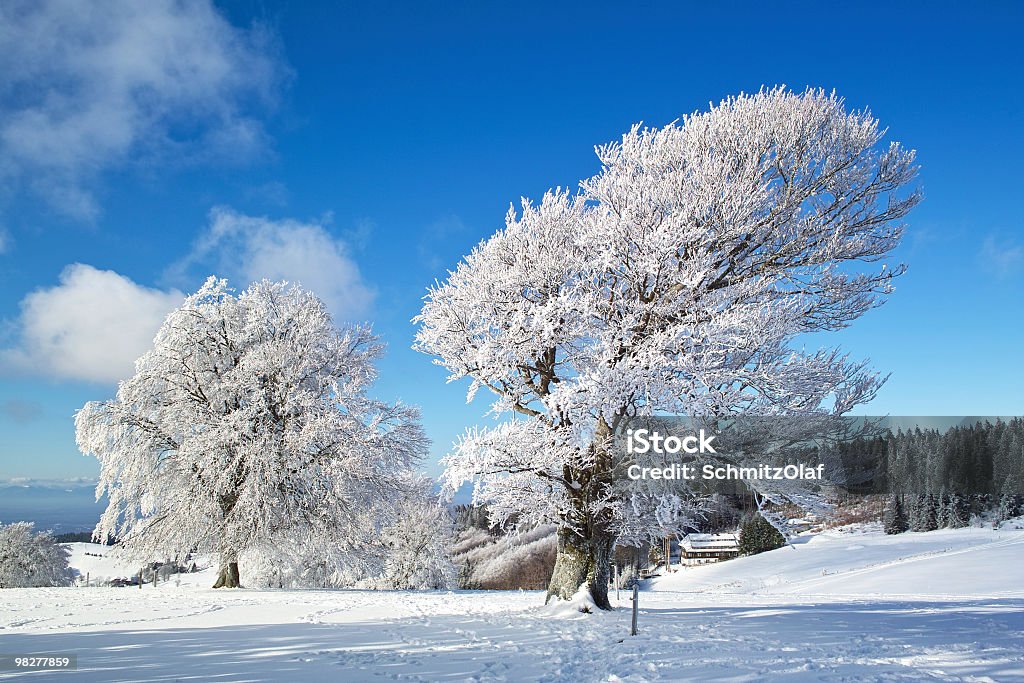 Invierno paisaje con árbol en el bosque Schauinsland negro - Foto de stock de Altiplanicie libre de derechos