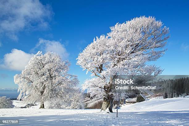 Invierno Paisaje Con Árbol En El Bosque Schauinsland Negro Foto de stock y más banco de imágenes de Altiplanicie