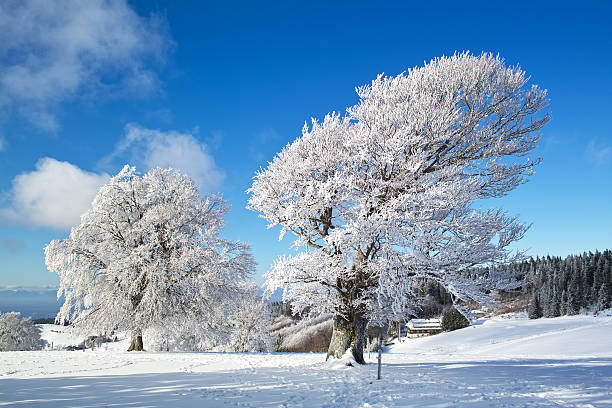 Winter scene of trees covered in snow in January. The photograph is taken on a hill in Northern Ireland with snow on the ground in the foreground, trees covered in snow and the sky is blue.