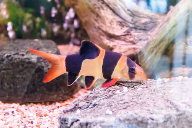 istock Horizontal photo of chromobotia macracanthus fish 982780078