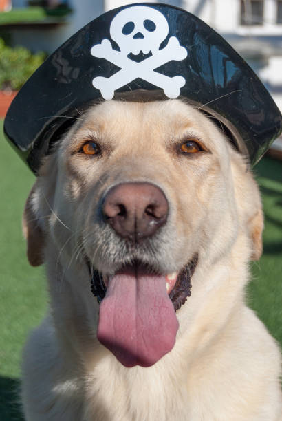 pirate dog stock photo