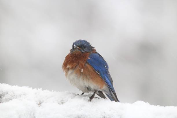istock Bluebird in an Icy Winter Storm 982788410