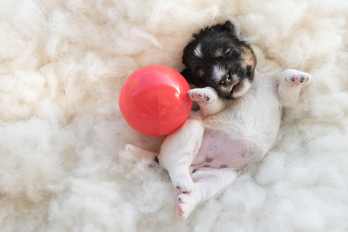 Jack Russell Terrier puppy dog 12 days old is lying on his back with his eyes closed and next to him is a red ball