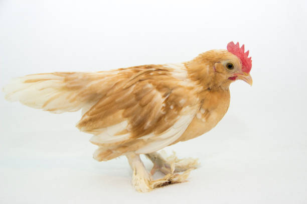 istock Golden Neck D'Uccle Chicken 982788730