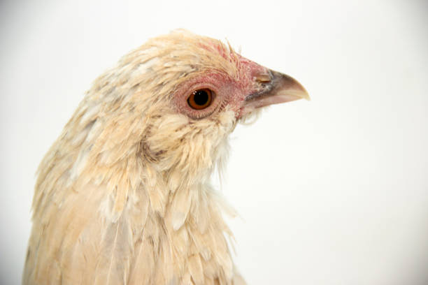 istock Porcelain D'Uccle Chicken Portrait 982789086