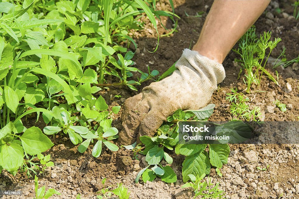 Weeding garden  Agriculture Stock Photo