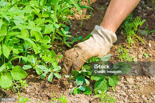 Weeding Garden Stock Photo - Download Image Now - Agriculture, Blue-collar Worker, Color Image