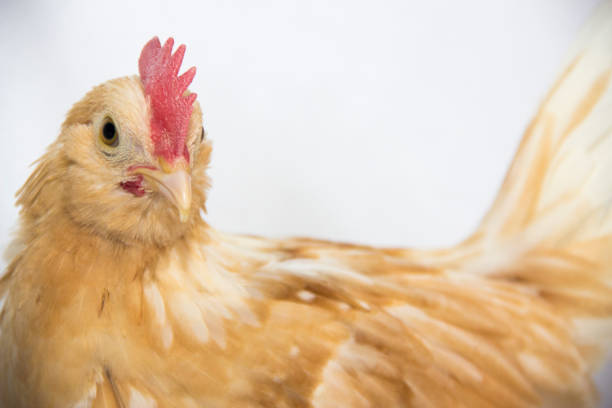 istock Golden Neck D'Uccle Chicken Profile 982791980