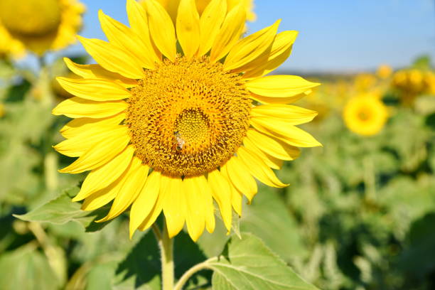 istock sunflowers and field 982792368