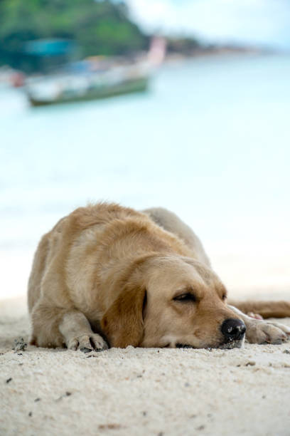 istock Brown dog lying on the beach 982793328