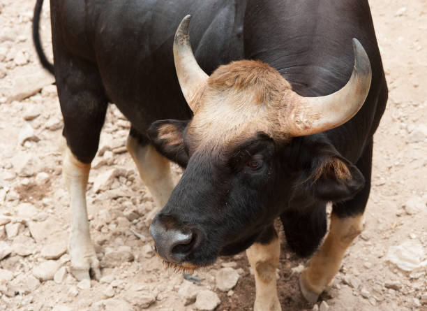 istock Gaur seladaing Bos gaurus in zoo thailand 982795202