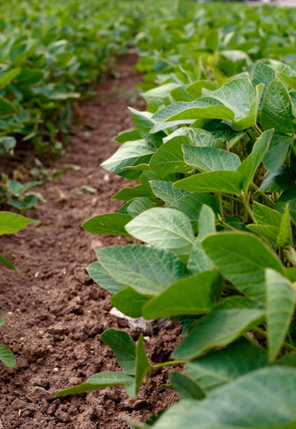 istock soybean field with rows of soya bean plants 982804426