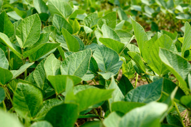 istock soybean field with rows of soya bean plants 982805170