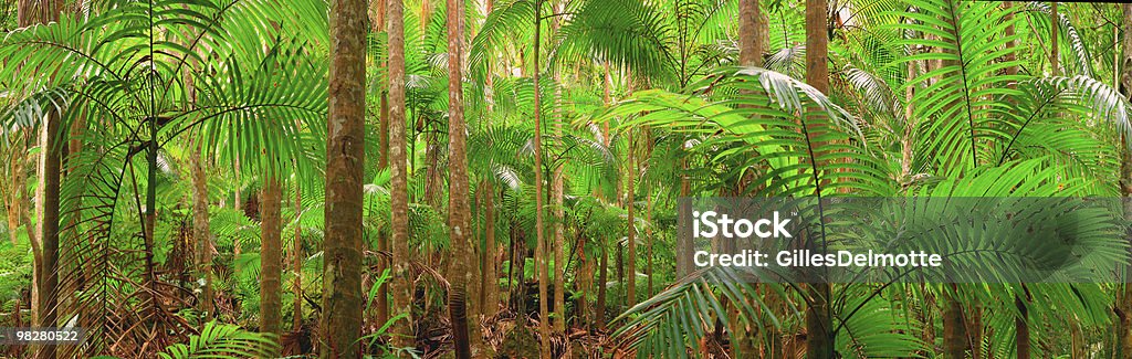 Rain forest  Abstract Stock Photo